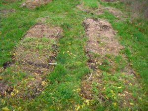 Parcelles d'engrais verts début décembre