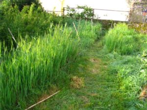 Parcelles d'engrais verts en avril